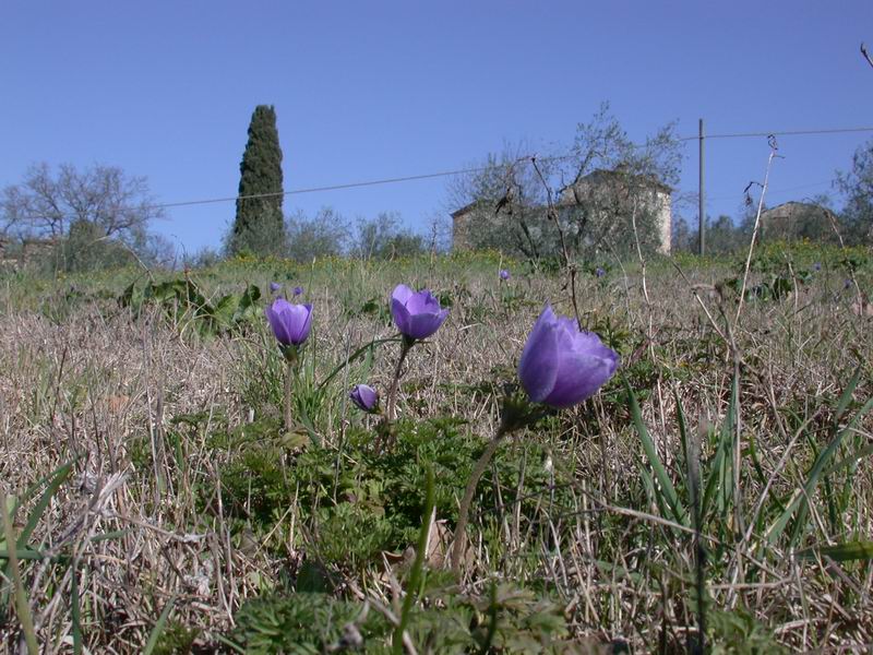 Anemone coronaria /  Anemone dei fiorai